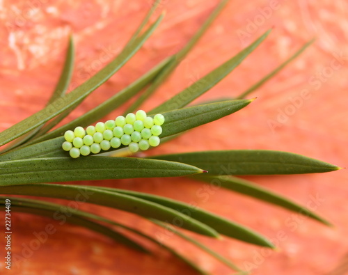 insect eggs