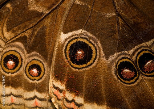 Canvas Print morpho butterfly wing bottom side