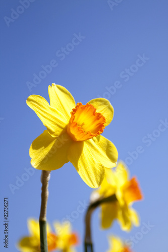 Daffodils in the flower districs of Holland photo