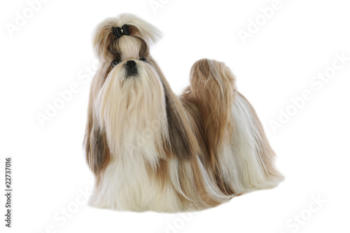Fototapeta Naklejka Na Ścianę i Meble -  shi tzu debout de trois quart en studio sur fond blanc