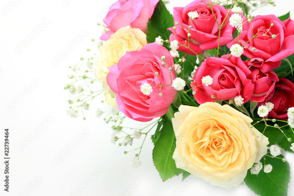 rose rose