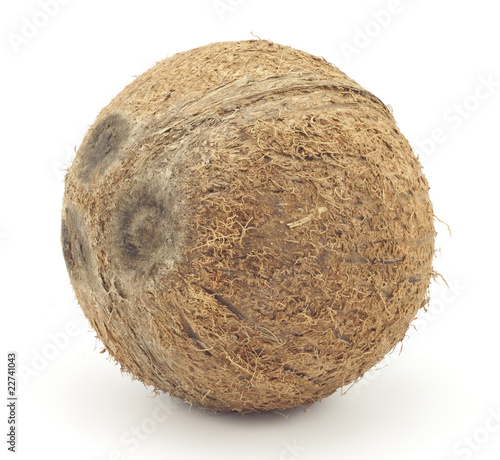 large coconut