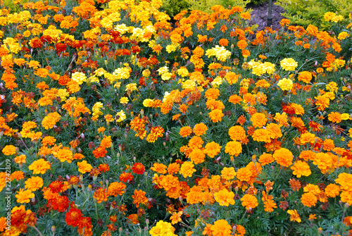 fiori nel giardino botanico di Cape Town