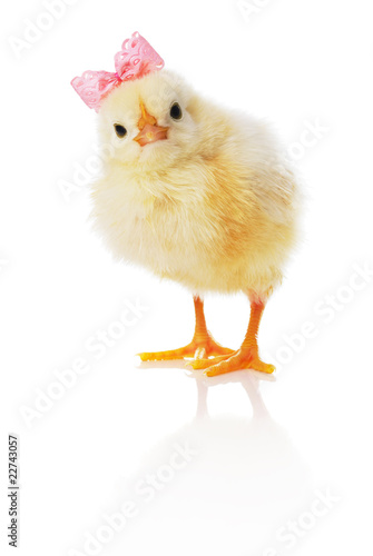 Chick with pink bow