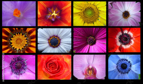 Fototapeta Naklejka Na Ścianę i Meble -  Flowers Collage on a Black background