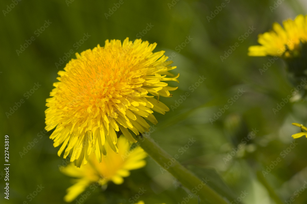 Dandelion Dandelion