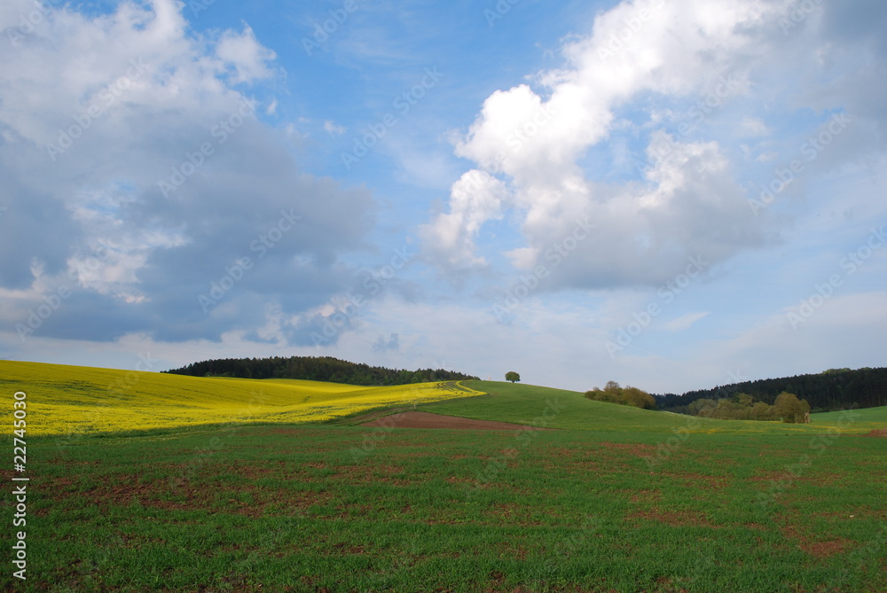 Fototapeta premium Landschaft Rapsfeld