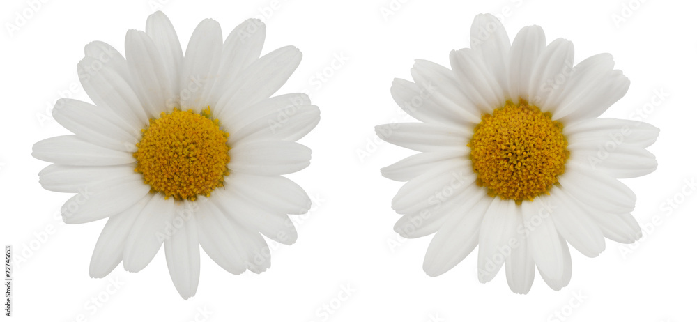 two daisy flowers with exact hand made clipping path two daisy flowers with exact hand made clipping path