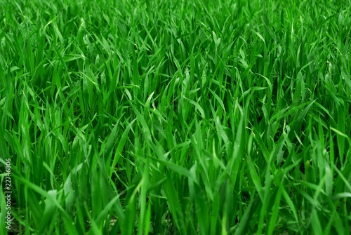 green grass