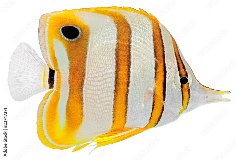 Obraz premium Copperbanded Butterfly fish