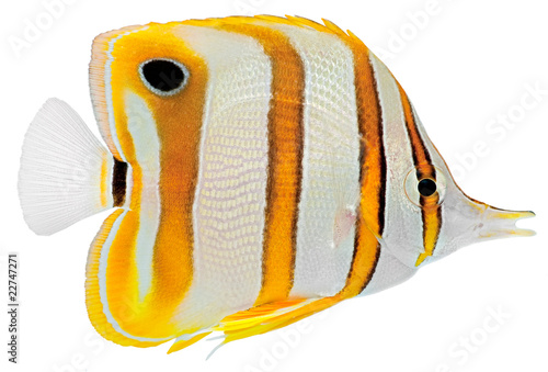 Photography Copperbanded Butterfly fish