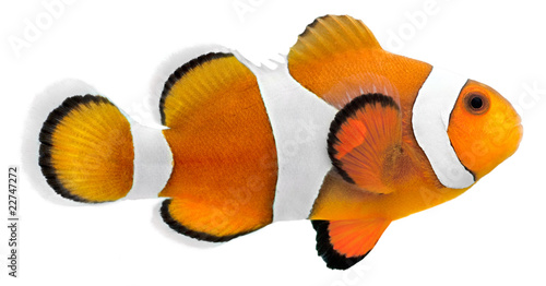Clown fish (Amphiprion ocellaris)