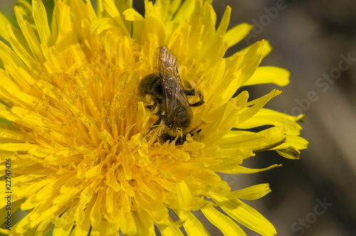 honeybee © Zbyszek Nowak