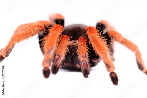 big spider Tarantula