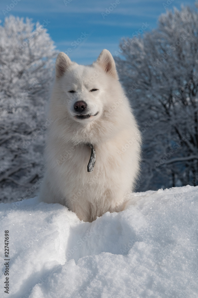 Fototapeta premium Samoyed Dog in winter forest