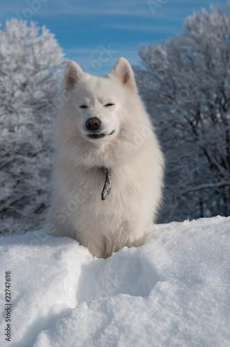 Samoyed Dog in winter forest