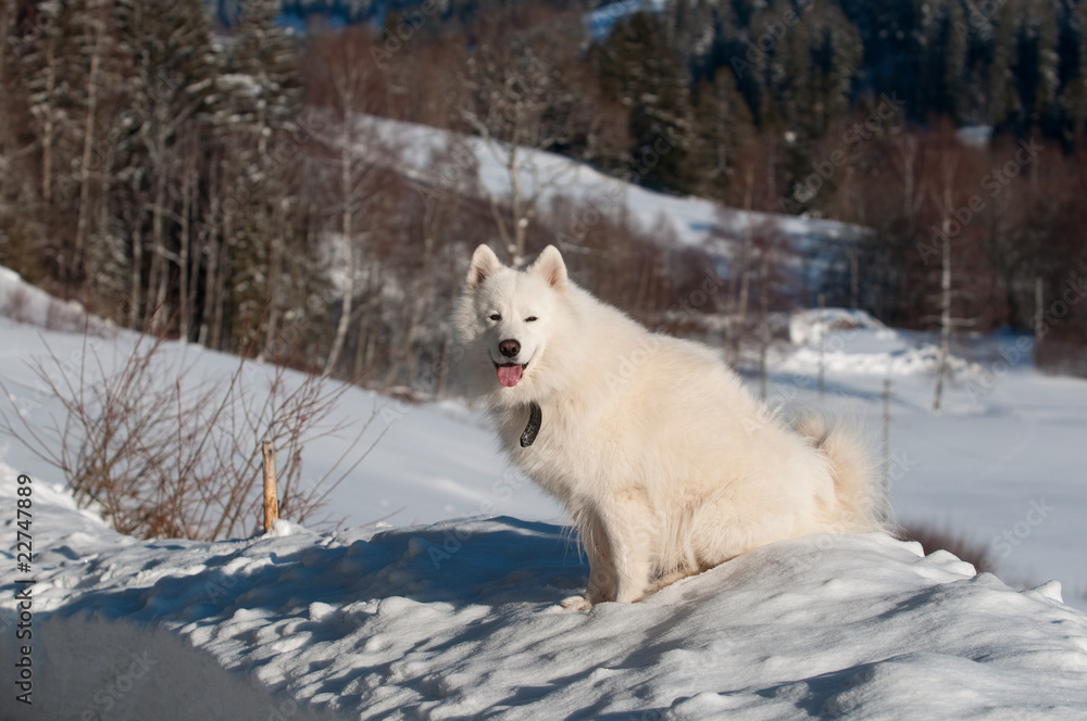 Naklejka premium in a deep snow