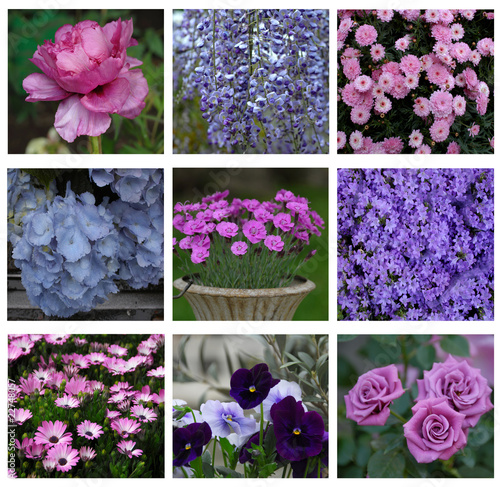 Fototapeta Naklejka Na Ścianę i Meble -  fiori