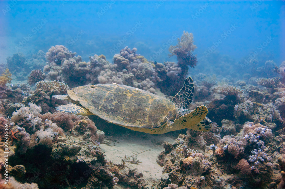 flying turtle flying turtle