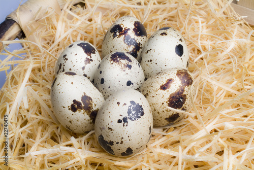 quail eggs