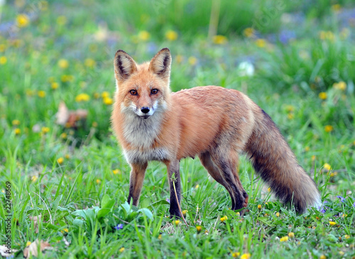 Mother Fox in the Wild