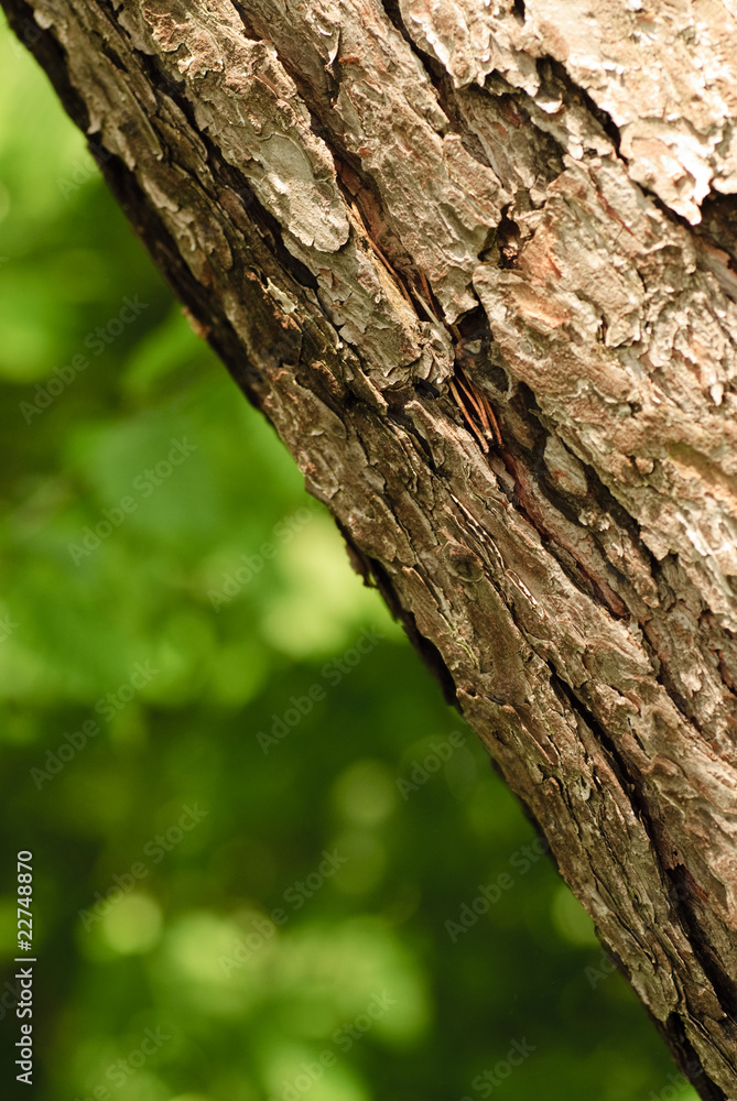 Close-up bark Close-up bark