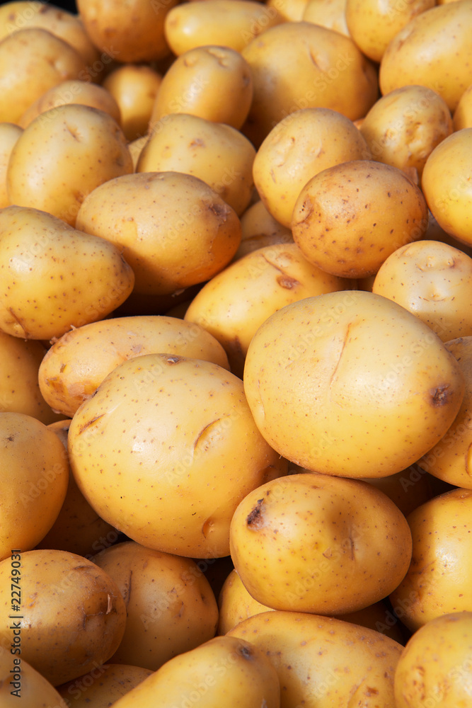 Yukon Gold Potatoes Vertical Yukon Gold Potatoes Vertical