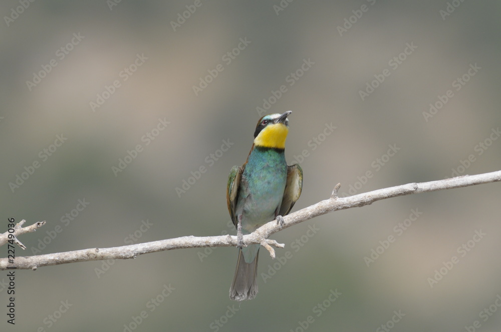 Fototapeta premium Bee-eater, Merops apiaster