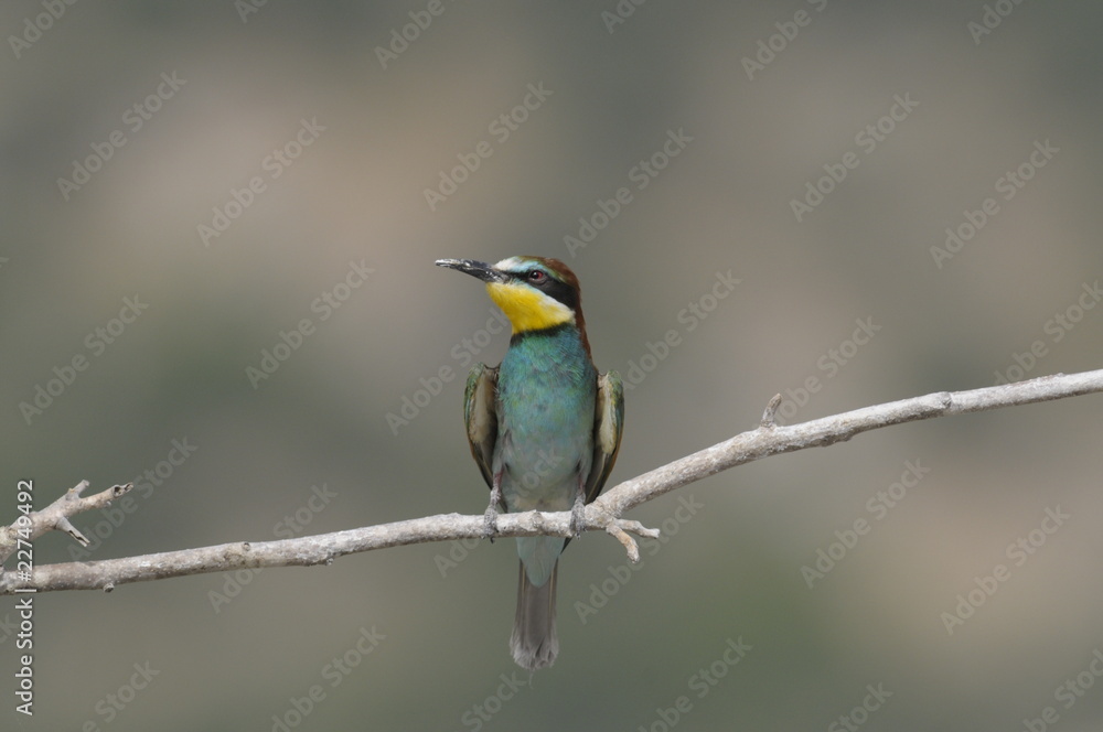 Bee-eater, Merops apiaster