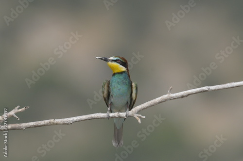 Bee-eater, Merops apiaster © PROMA