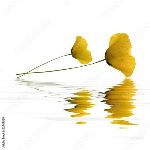 Fototapeta Naklejka Na Ścianę i Meble -  Flood Coquelicots Jaunes