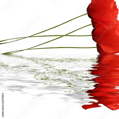 Fototapeta Naklejka Na Ścianę i Meble -  Flood sur bouquet de Coquelicots