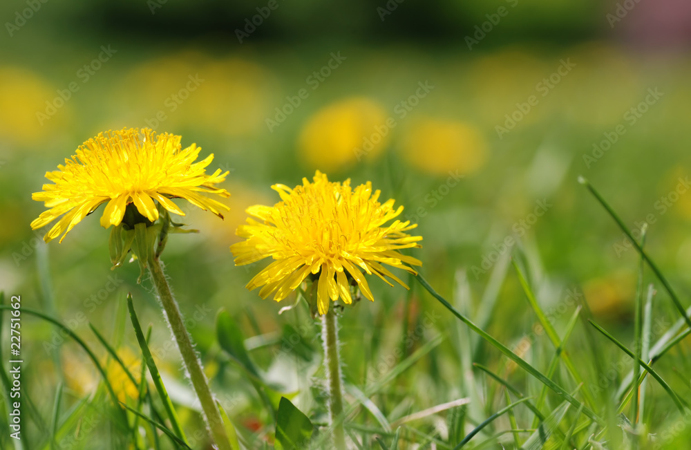 Obraz premium two dandelion