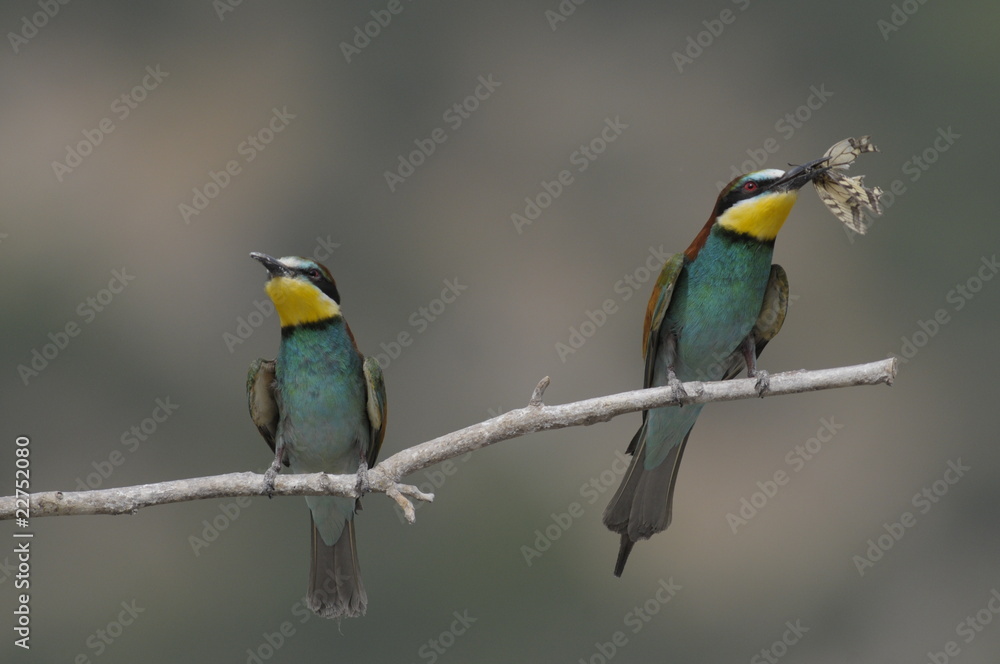 Bee-eater, Merops apiaster - the marriage period Bee-eater, Merops apiaster - the marriage period