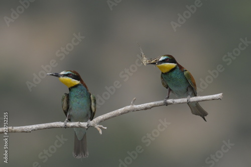 Bee-eater, Merops apiaster - the marriage period © PROMA