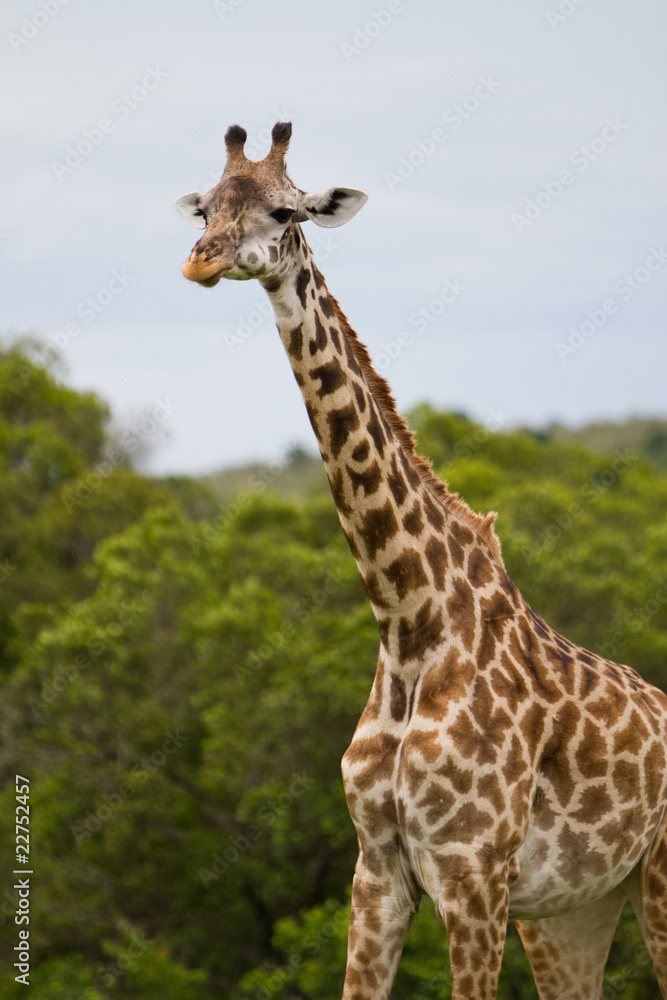 Plakat Giraffe
