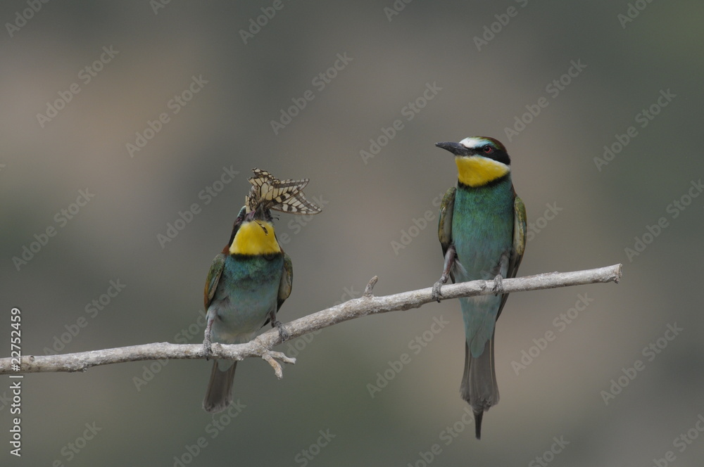 Bee-eater, Merops apiaster - the marriage period Bee-eater, Merops apiaster - the marriage period