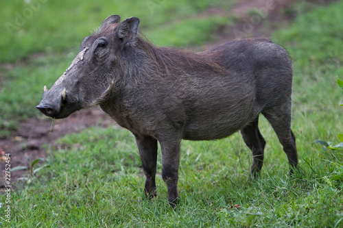 Warthog