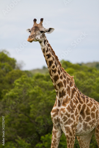 Giraffe © sharpphotos