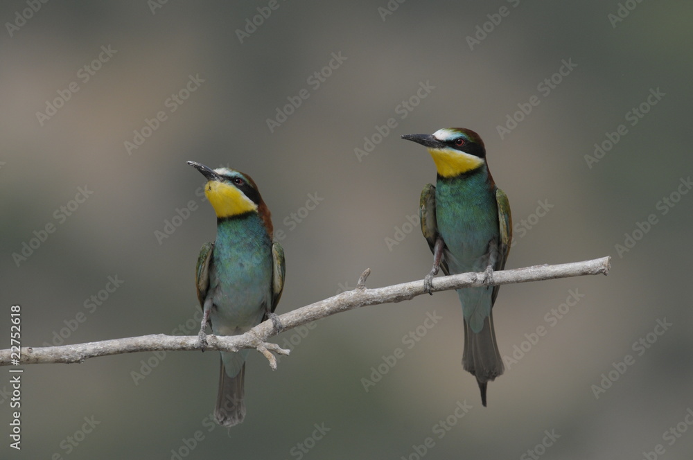 Bee-eater, Merops apiaster - the marriage period Bee-eater, Merops apiaster - the marriage period