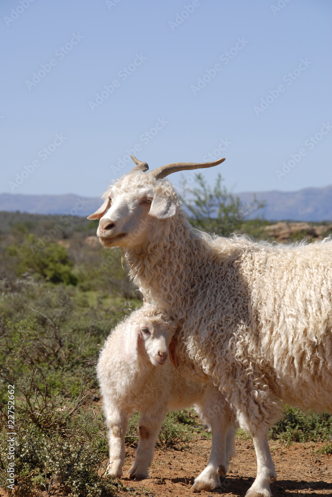 Adult Angora with lamb.