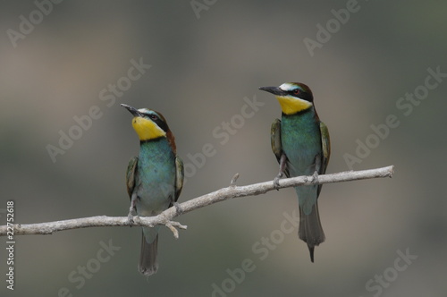 Bee-eater, Merops apiaster - the marriage period