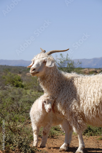 Adult Angora with lamb.