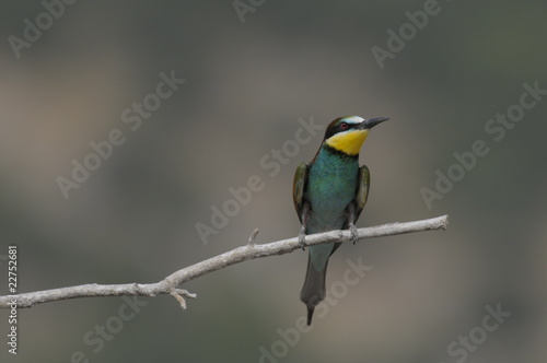 Bee-eater, Merops apiaster, Israel © PROMA