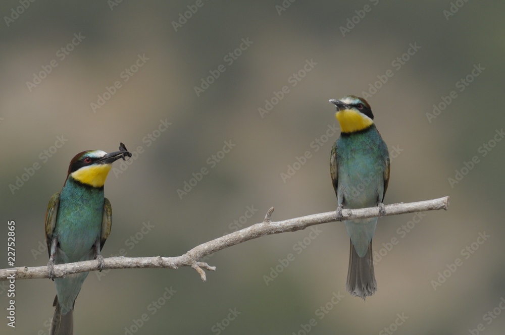Bee-eater, Merops apiaster - the marriage period Bee-eater, Merops apiaster - the marriage period