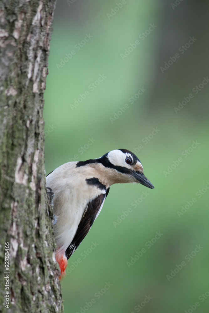 woodpecker woodpecker