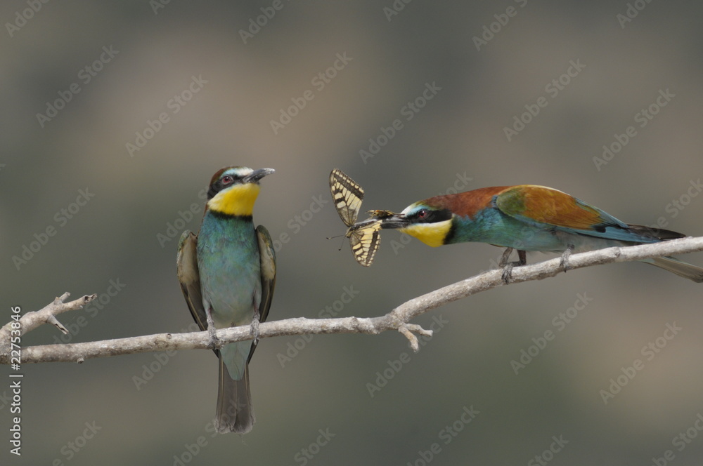 Obraz premium Bee-eater, Merops apiaster