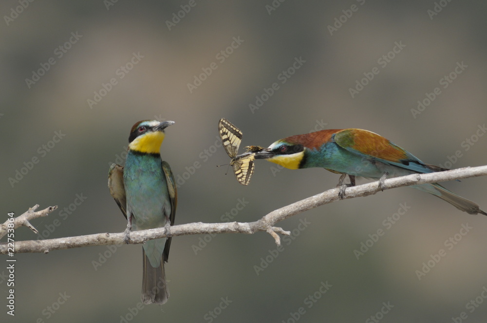 Bee-eater, Merops apiaster - the marriage period Bee-eater, Merops apiaster - the marriage period