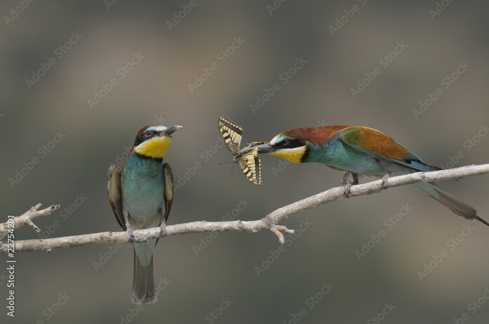 Bee-eater, Merops apiaster - the marriage period Bee-eater, Merops apiaster - the marriage period