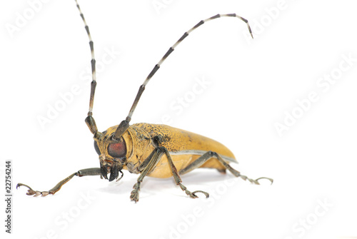 insect long horn beetle photo